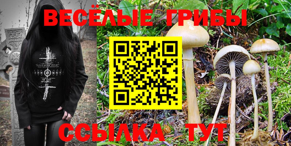 Галлюциногенные грибы Psilocybe  Вход с VPN  цена наркотик  Галлюциногенные грибы GOLDEN TEACHER  Губаха 